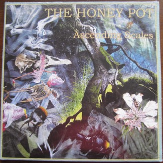 Ascending Scales by The Honey Pot