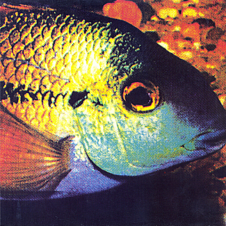 Fish by The Bomb Party