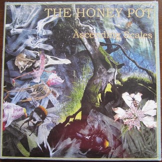 Ascending Scales by The Honey Pot